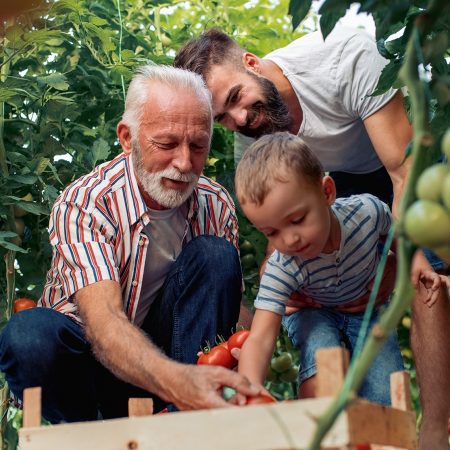 Familiebedrijf tomaten kas belasting