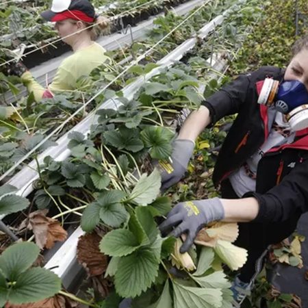 Glastuinbouw nederland tuinders personeel omstandigheden bed brood