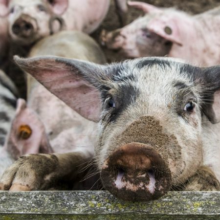 Grootste landbouw export varkens stikstof kringloop