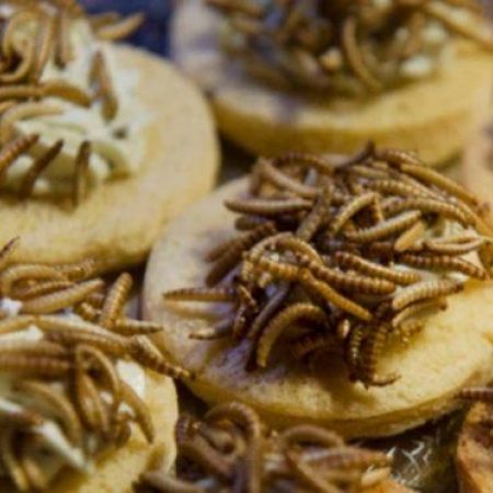 Insecten eten duurzaam eiwitten voeding