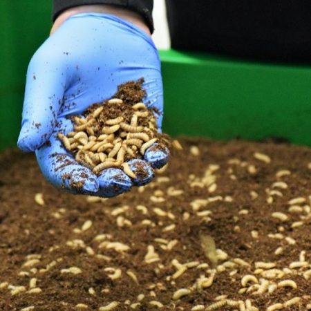 Protix insectenkwekerij duurzaam innovatie voedsel