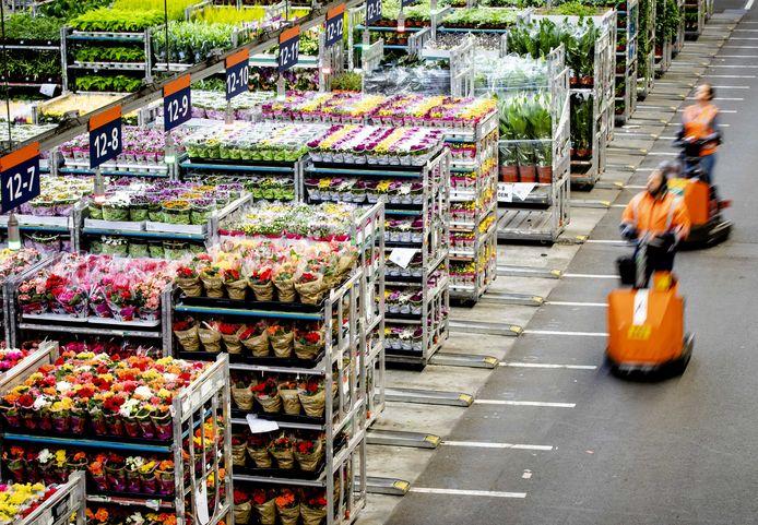 Bloemen export ondernemer