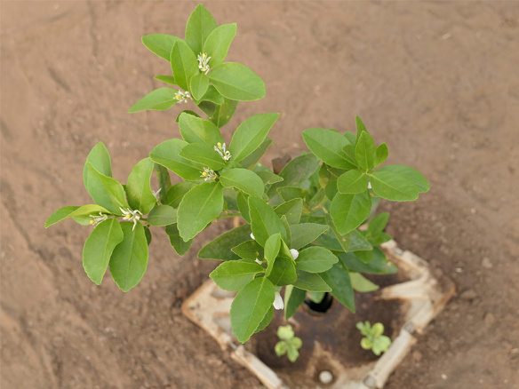 Winnaar MKB Innovatie Top 100 2018 Groasis duurzaamheid milieu growboxx steenbergen mexico boer droogte 1