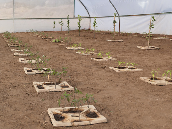 Winnaar MKB Innovatie Top 100 2018 Groasis duurzaamheid milieu growboxx steenbergen mexico boer droogte 3