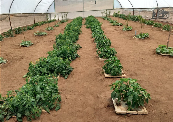 Winnaar MKB Innovatie Top 100 2018 Groasis duurzaamheid milieu growboxx steenbergen mexico boer droogte 4