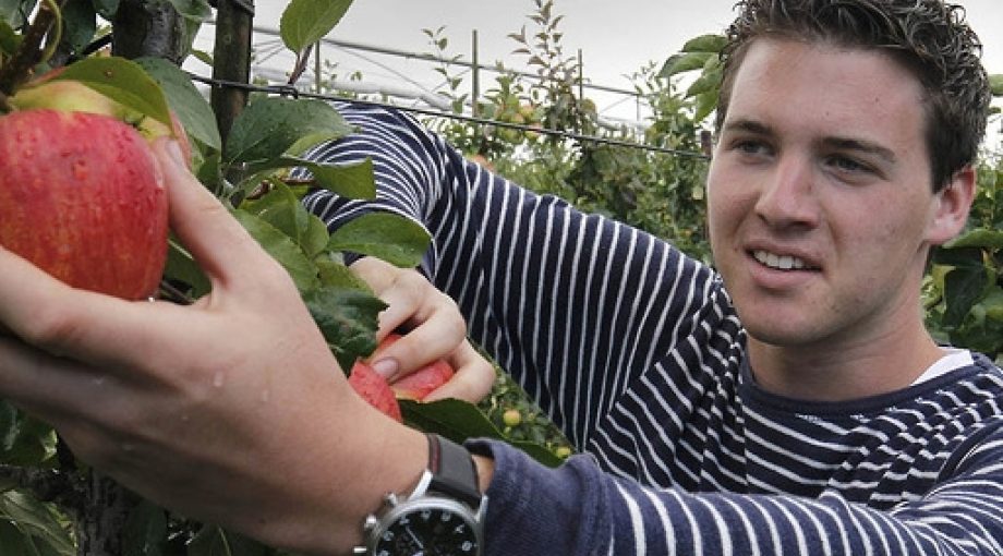 Appels plukken 1065