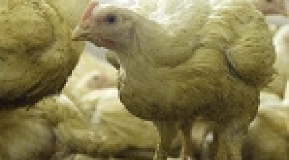 Plofkip Wakker Dier Grubbenvorst Gigastal