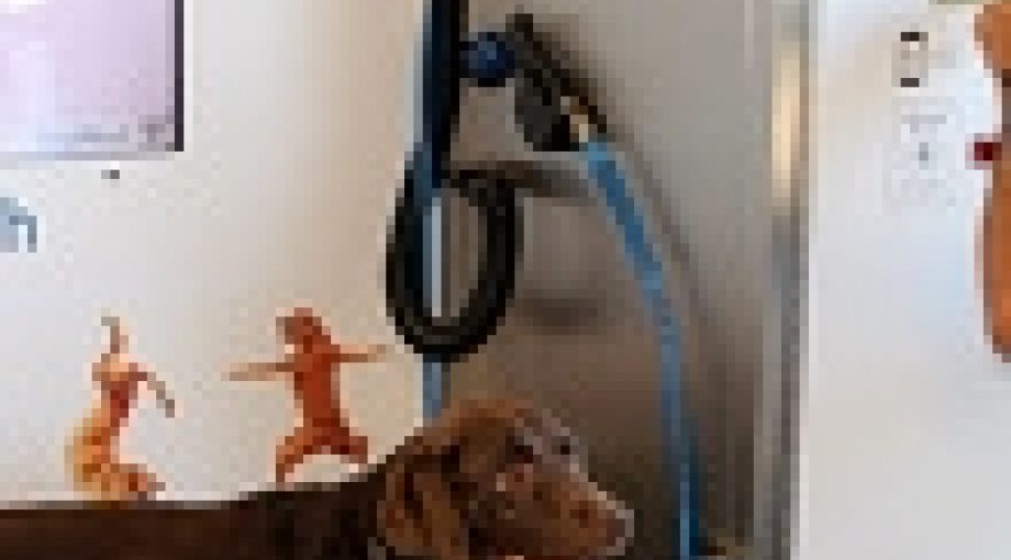 Dogwash