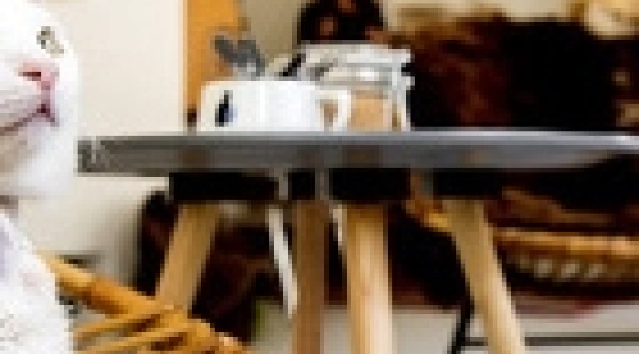 Kattencaf 6