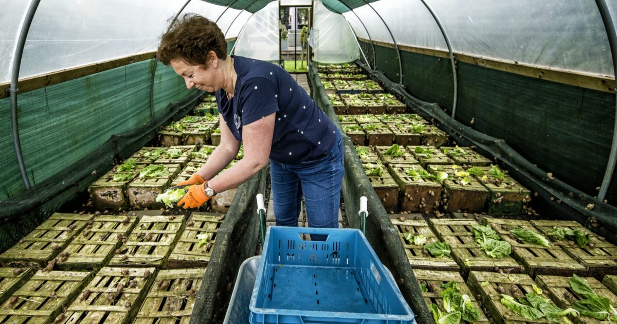 Slakkenkwekerij in Leimuiden: biologisch… - DeOndernemer.nl