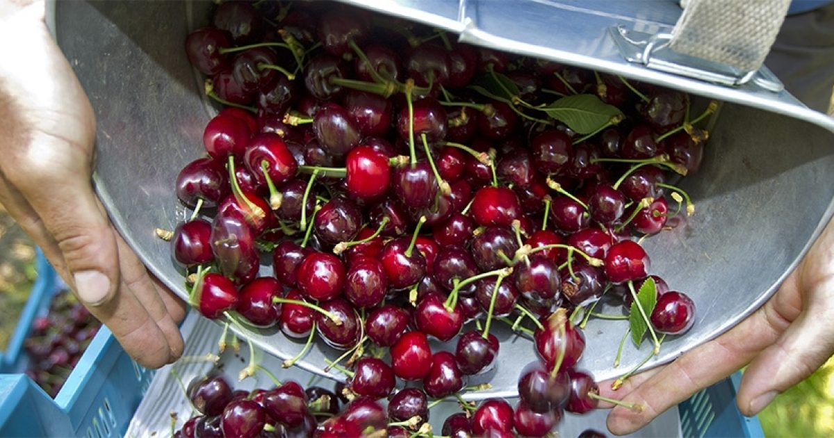 Nog even kersenkoorts langs de weg - DeOndernemer.nl