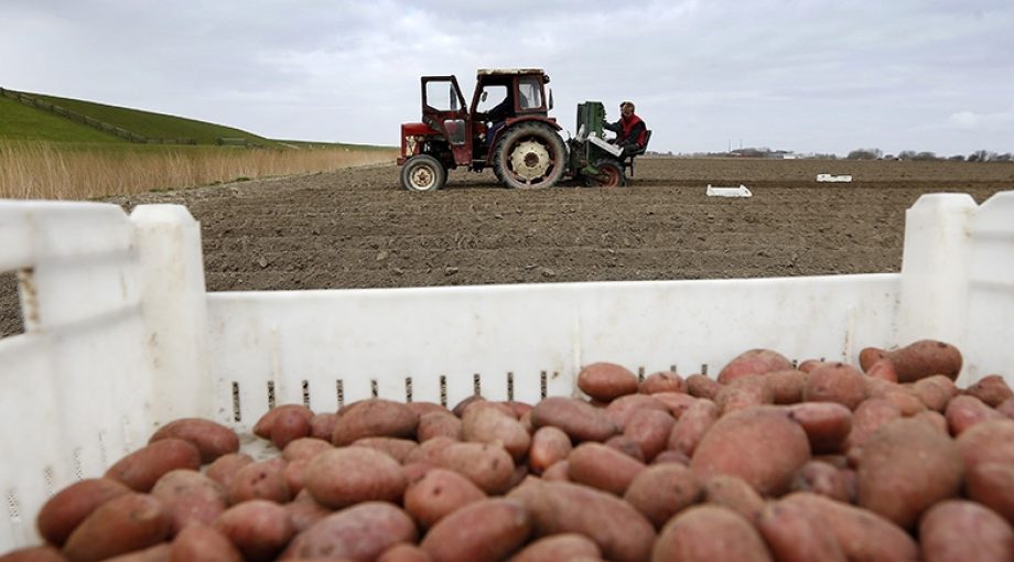 Aardappeltelers Regen