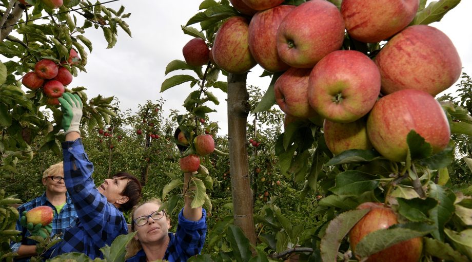 Appeloogst