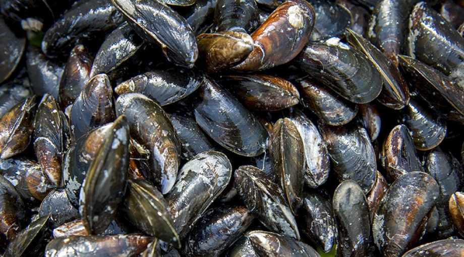 Aquacultuur subsidie