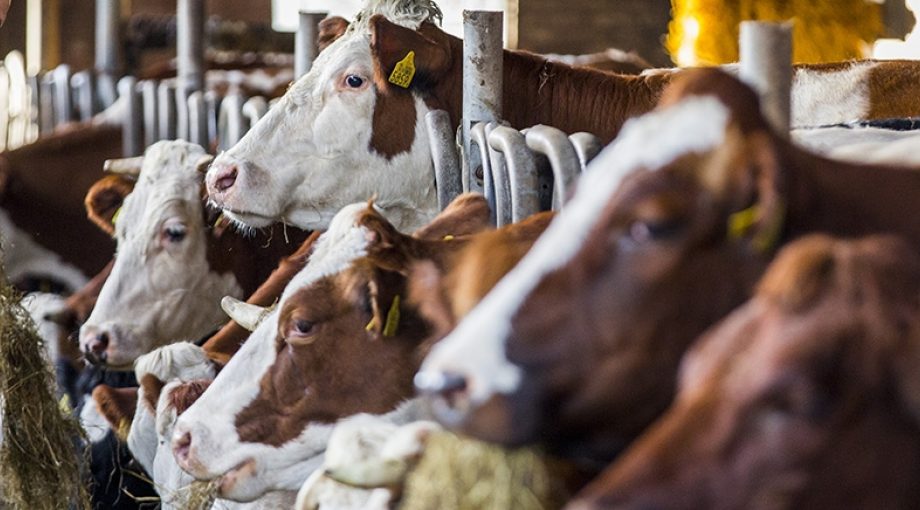 Bioboer wachtlijsten