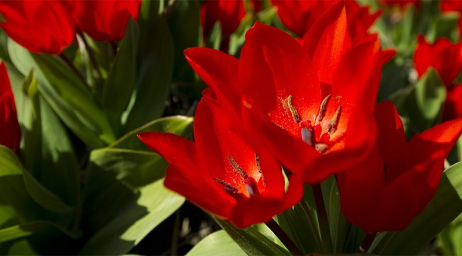 Bloemen Akkerbouw Duurzaam 1065 2
