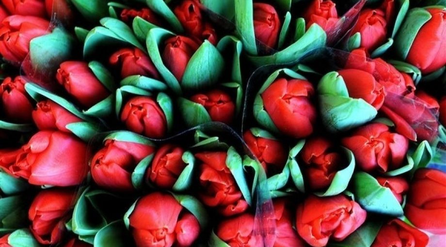 Bloemen Charelvan Tendeloo