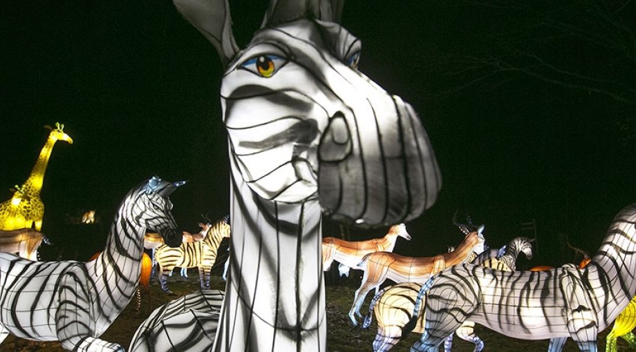 Burgers Zoo Lichtjes In Zebra 1065