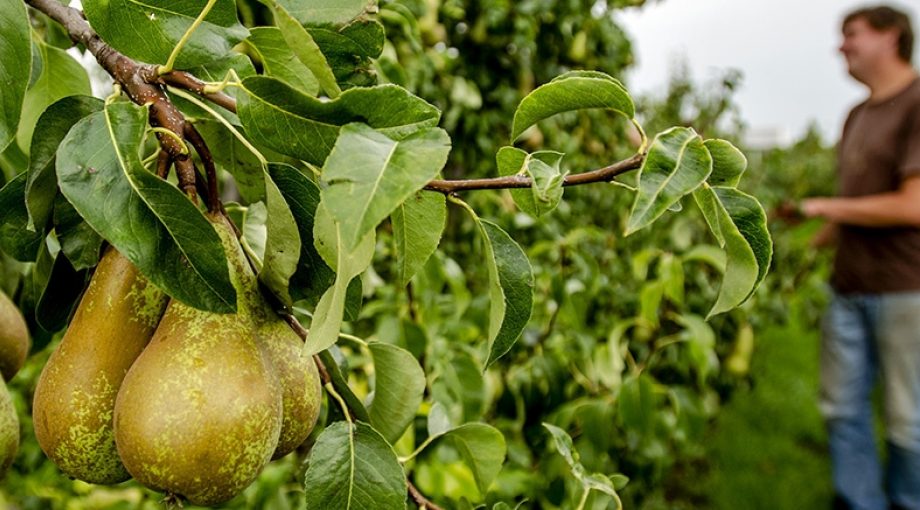 Fruitteler Digitaal Ondernemer Utrecht