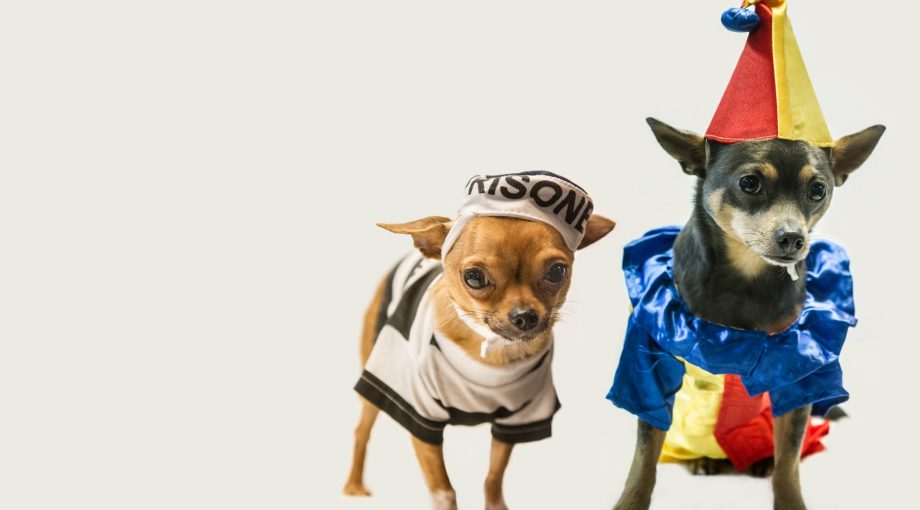 Hipdogs Drunen carnaval