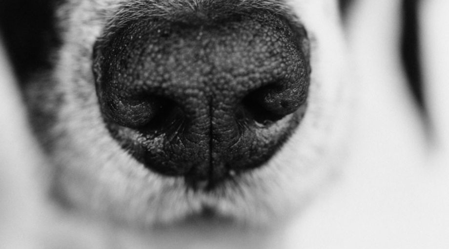 Hond Thinkstock 1