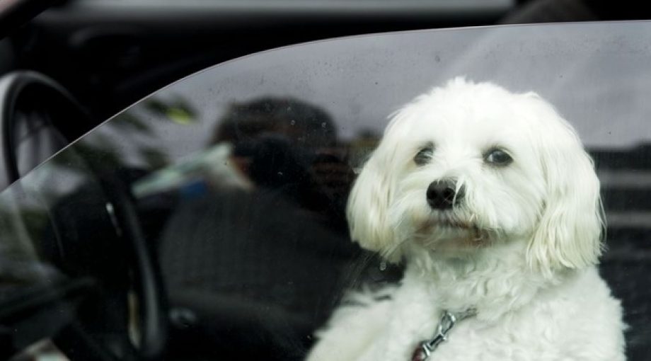 Hond in auto ANP