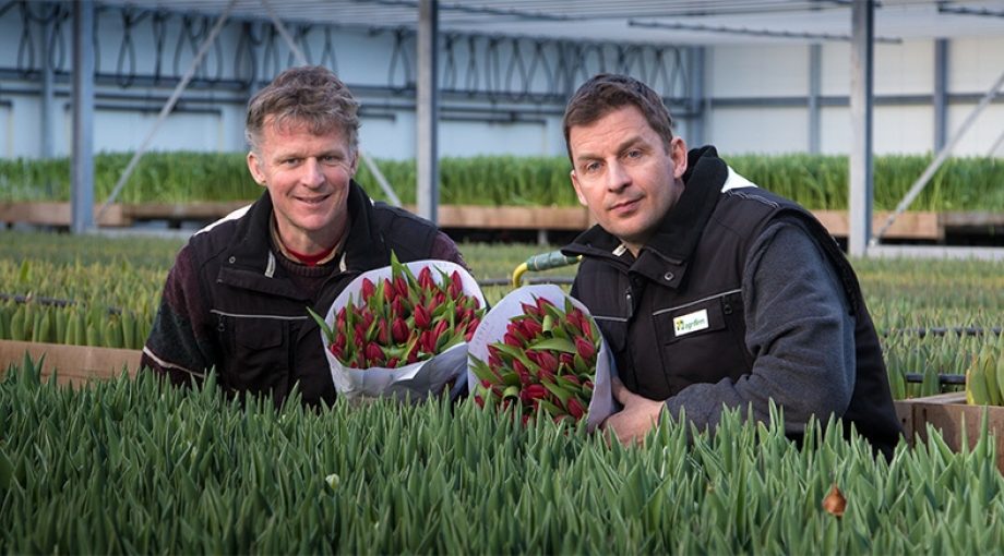 Jeroen en Sander Litjens Tulpen Creil Flevoland Countus tulp Bloembollen Vakdagen tulpenbollen