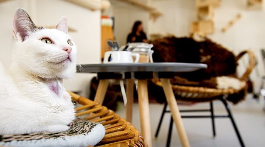 Kattencaf 6