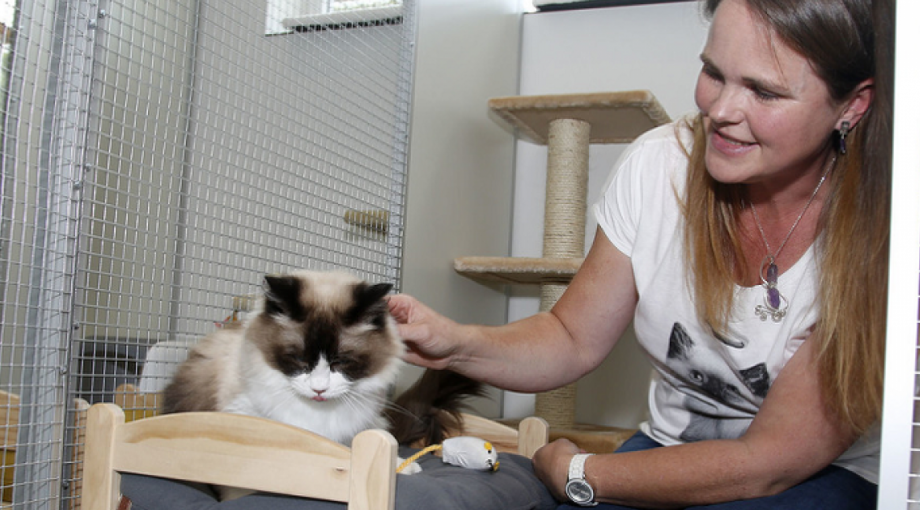 Kattenhotel Nieuw Namen Camile Schelstraete