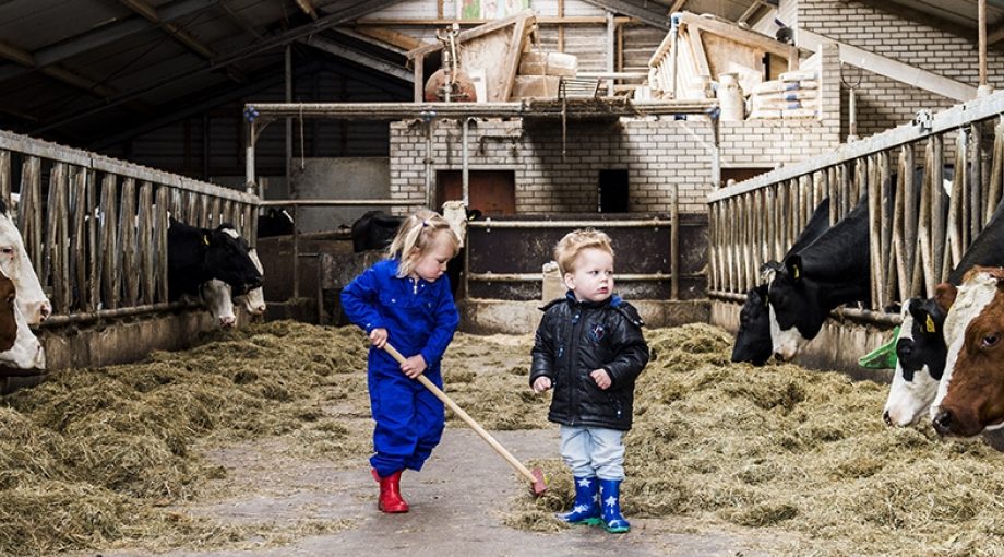 Kinderopvang koeien