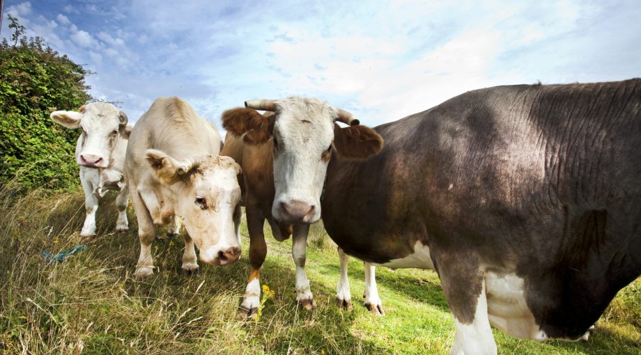 Koe Weiland Boer Thinkstock
