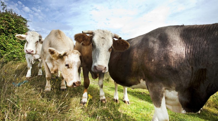 Koe Weiland Boer Thinkstock 1