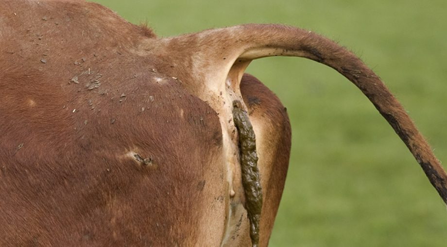 Koeienpoepenteveelfosfaat1065