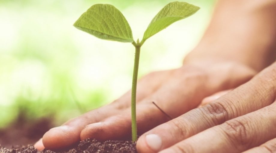 Kwekerij plant Thinkstock