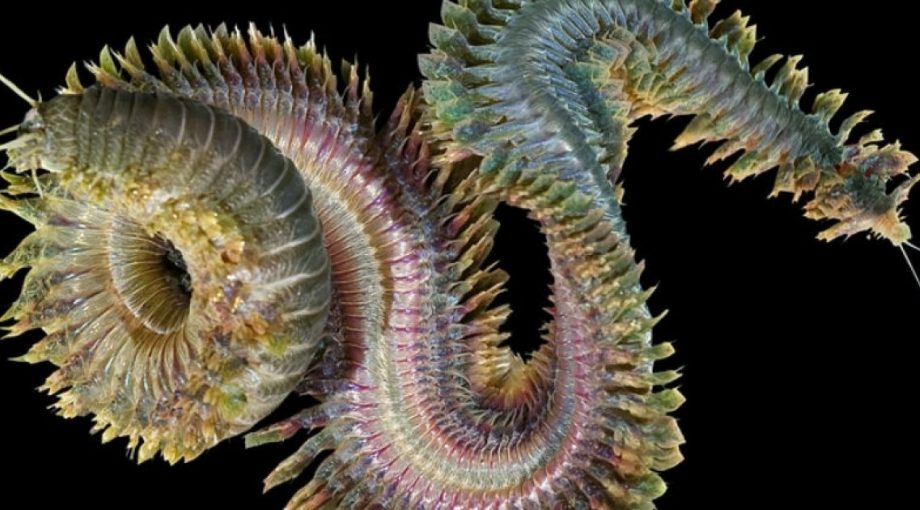 Nereis virens