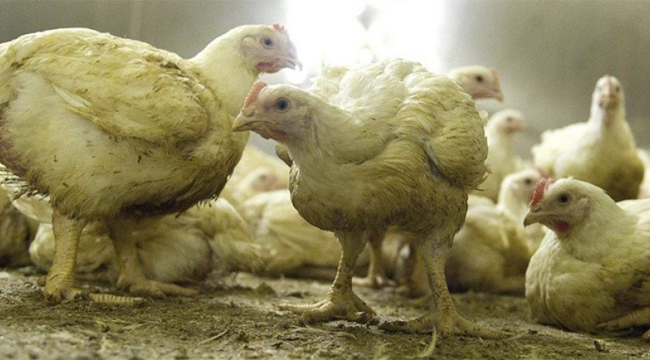 Plofkip Wakker Dier Grubbenvorst Gigastal