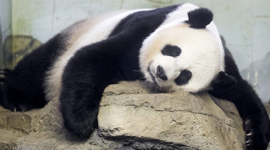 Rhenenpanda1065