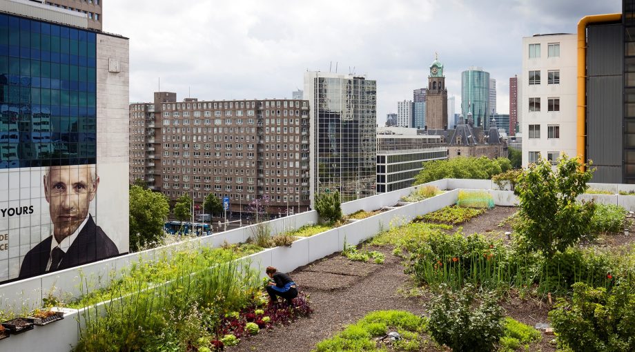 Stadslandbouw Rotterdam