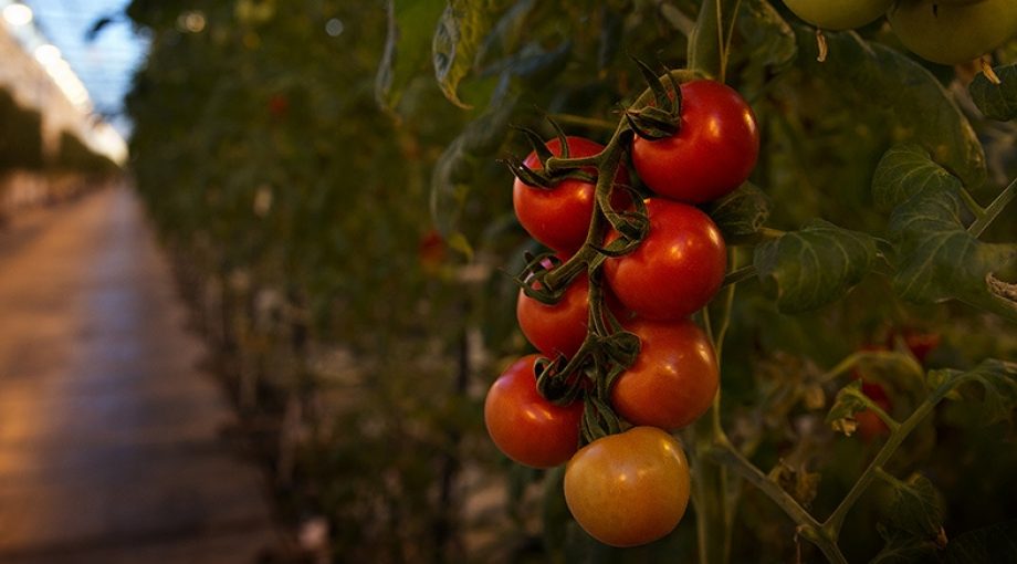Tuinders Tomaten Tuiniersbedrijven