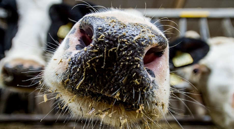 Veehouderij Onderzoek Toekomst