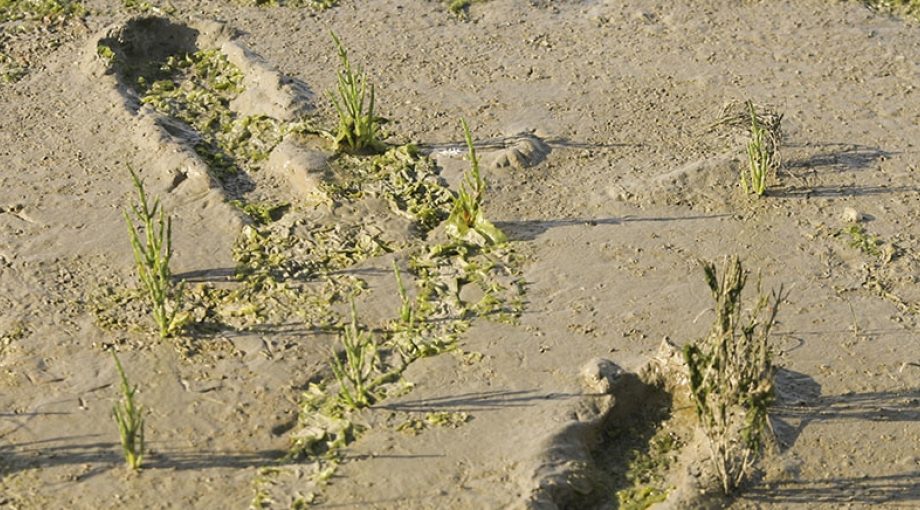 Wadden Lelystad
