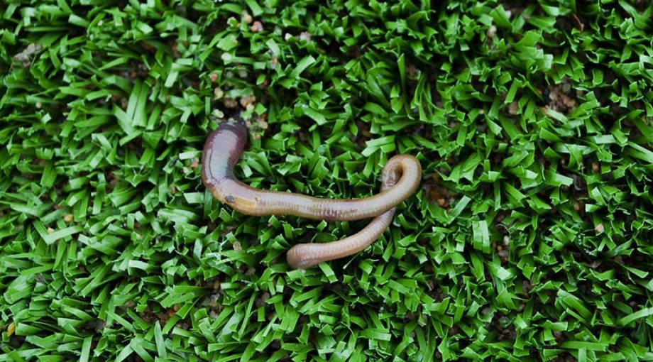 Worm Stad