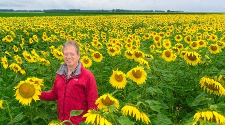 Zonnebloemen teelt voor vogelvoer Ronald den Dekker