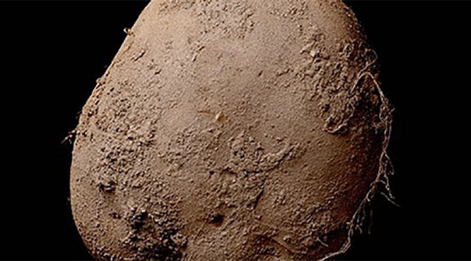 Aardappel1065