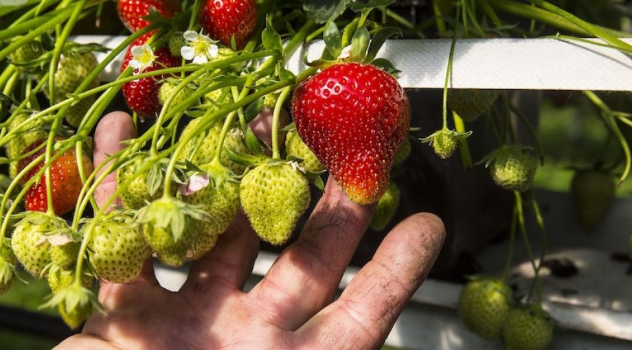 Aardbeien kassen glastuinbouw westland