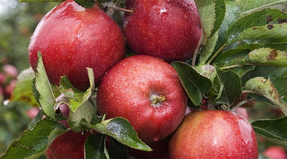 Appels 1065