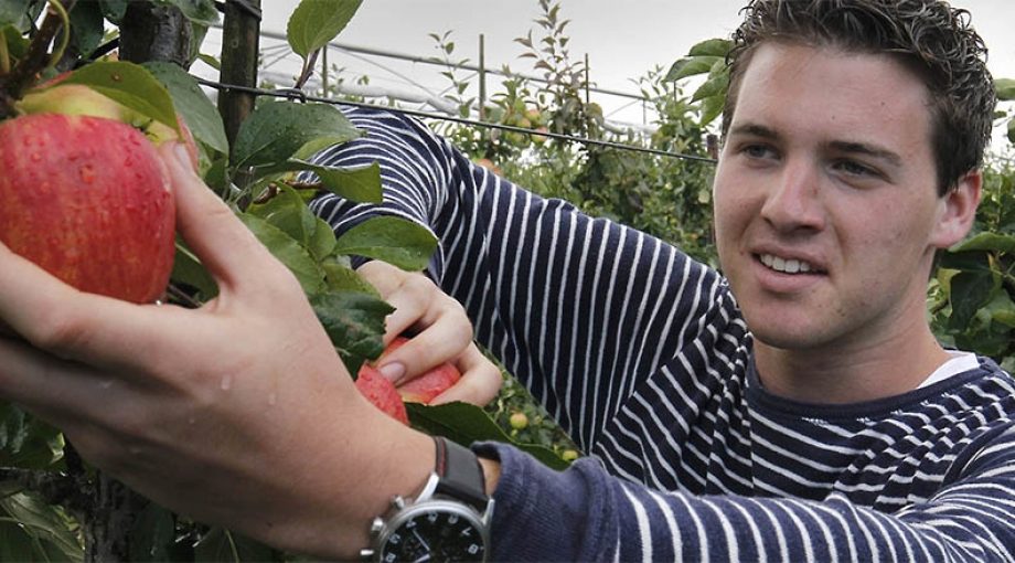 Appels plukken 1065