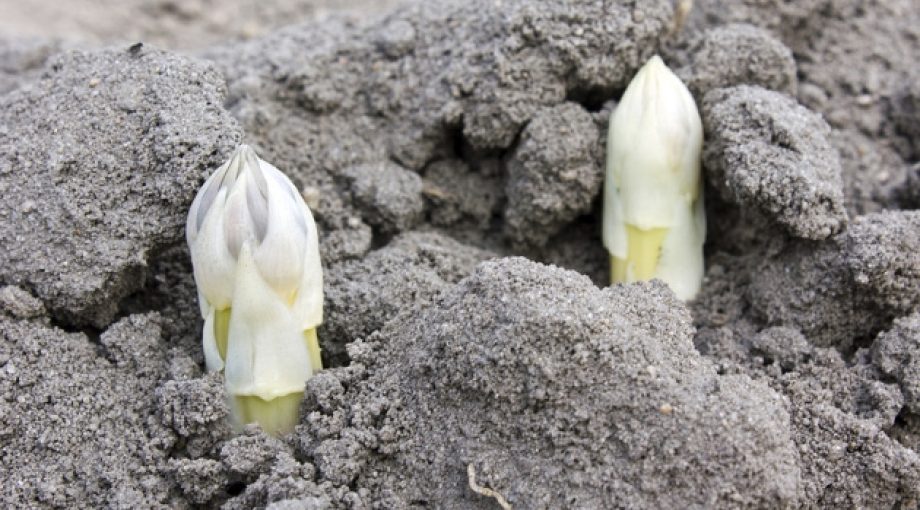 Asperge thinkstock