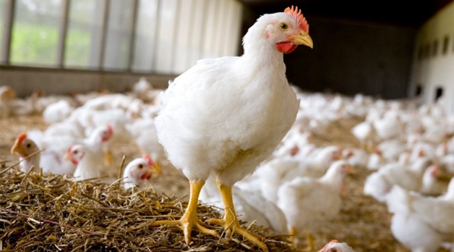 Beter leven kip eisen uitgehold dierenbescherming 335