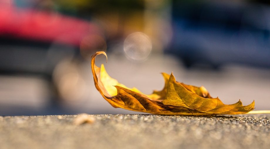 Blad stockpixabay